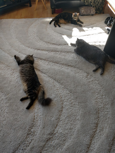 Pet Supply Store «Petco Animal Supplies», reviews and photos, 4209 Wheaton Way, Bremerton, WA 98310, USA