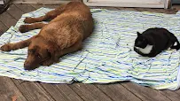 Bow Wow Buddies Dog Walking and Cat Care - Car repair in , Columbia - Rated 0.0/5