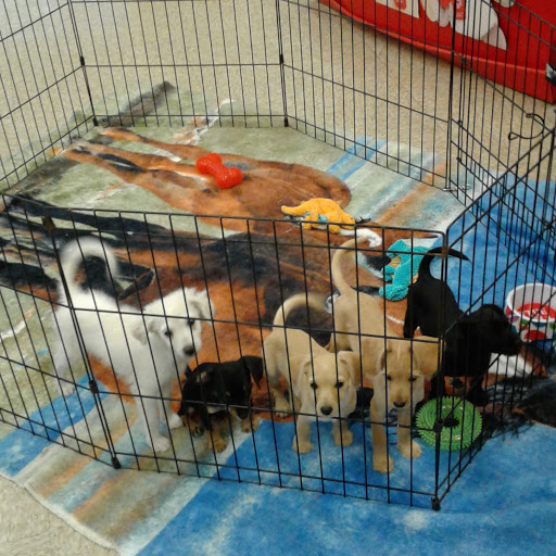 Pet Supply Store «PetSmart», reviews and photos, 10900 W Jefferson Blvd, Culver City, CA 90230, USA