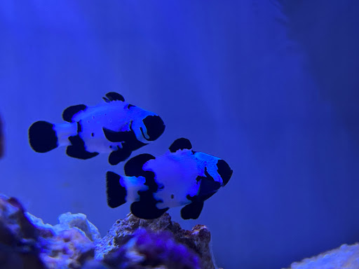 Sea & Reef Aquaculture