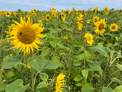 Carvannel Farm 1 Carvannel Cottages, Camborne TR14 0HQ