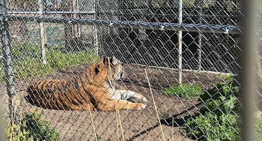 Zoo «Little Ponderosa Zoo and Rescue», reviews and photos, 629 Granite Rd, Clinton, TN 37716, USA