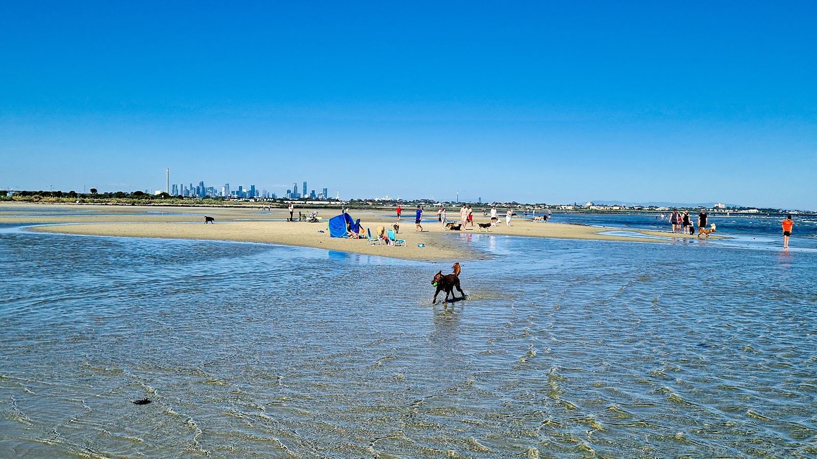 Altona Beach Dog Off的照片 带有明亮的沙子表面