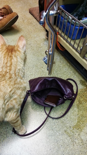 Pet Supply Store «PetSmart», reviews and photos, 181 Wilson Ave, Hanover, PA 17331, USA