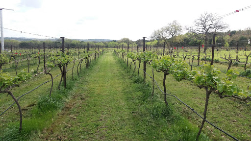 Winery «Westcave Cellars Winery», reviews and photos, 25711 Hamilton Pool Rd, Round Mountain, TX 78663, USA