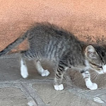 Photo n°5 de l'avis de Giuseppe.a fait le 14/08/2023 à 13:01 sur le  Agriturismo Le Piagge - vicino grotte di Frasassi, a Jesi nelle Marche à Castelplanio