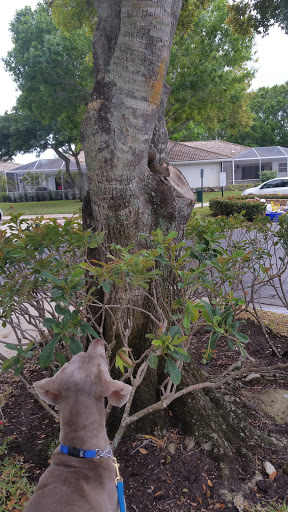 Hotel «Palm Beach Gardens Marriott», reviews and photos, 4000 Rca Blvd, Palm Beach Gardens, FL 33410, USA