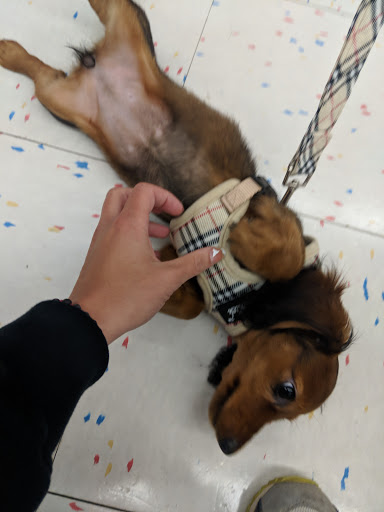 Pet Supply Store «Petco Animal Supplies», reviews and photos, 1524 Old Country Rd, Riverhead, NY 11901, USA