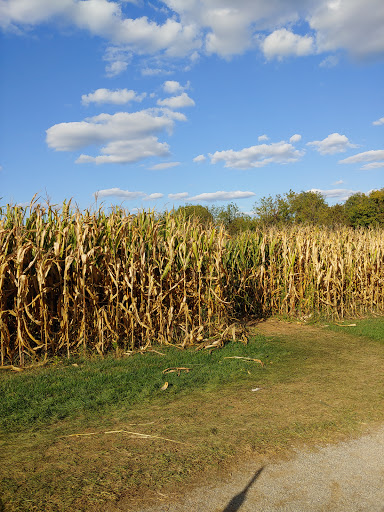 Tourist Attraction «Oregon Dairy Corn Maze», reviews and photos, 1289 Creek Rd, Lititz, PA 17543, USA