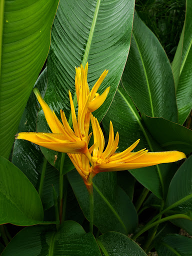 Wholesale Plant Nursery «Galloway Farm Nursery Inc.», reviews and photos, 7790 SW 87th Ave, Miami, FL 33173, USA