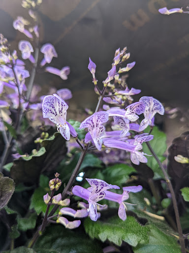 Home Improvement Store «The Home Depot», reviews and photos, 1750 Jonesboro Rd, McDonough, GA 30253, USA