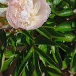 Photo n° 1 de l'avis de Christel. fait le 25/05/2021 à 09:50 pour Vendee-fleurs à Le Gué-de-Velluire