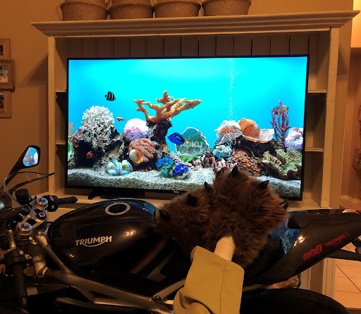 Motorcycle Dealer «BMW, Indian, and Slingshot Woodlands», reviews and photos, 198 Ed English Dr, Shenandoah, TX 77385, USA