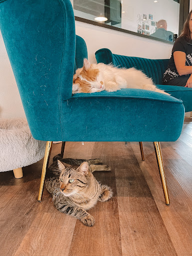 Frisky Business Palm Springs Cat Cafe image
