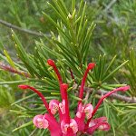 Photo n° 1 de l'avis de Jean-Luc.a fait le 26/09/2023 à 16:04 pour Parc de Saleccia à L'Île-Rousse