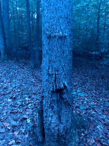 National Park «Prince William Forest Park», reviews and photos, 18170 Park Entrance Rd, Triangle, VA 22172, USA