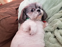 Grandma Dee's Pet Care - Photo 3 - Car repair in San Diego, CA, San Diego