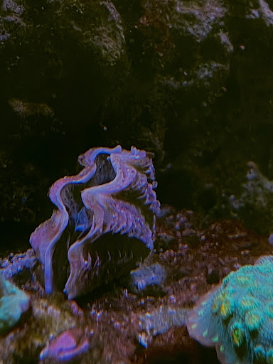 Pet Supply Store «Pacific East Aquaculture», reviews and photos, 107 School St, Mardela Springs, MD 21837, USA