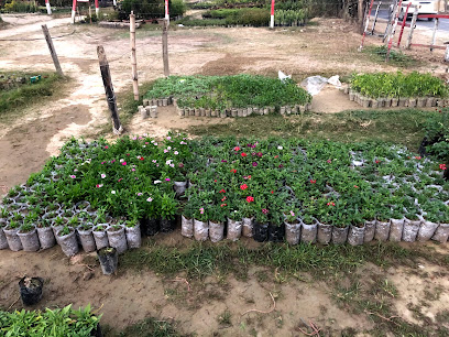 Tarulata Nursery (তরুলতা নার্সারি)