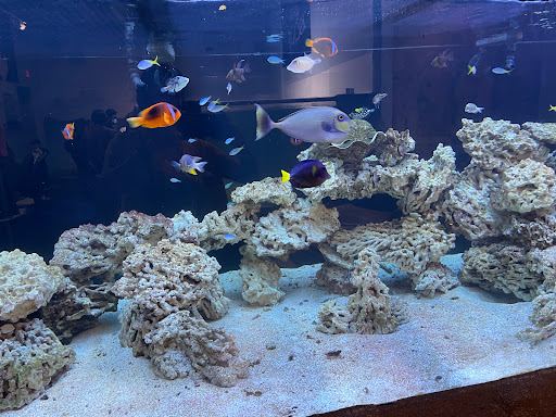 Aquarium «SeaQuest Interactive Aquarium Las Vegas», reviews and photos, 3528 S Maryland Pkwy #340, Las Vegas, NV 89169, USA