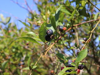 Winyah Organic Blueberry Farm