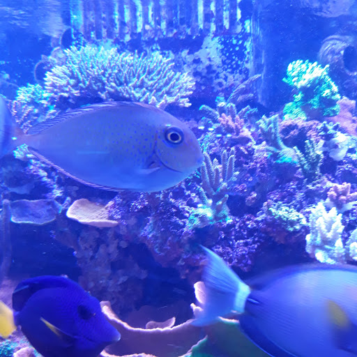 Tropical Fish Store «Vivid Aquarium Inc», reviews and photos, 21126 Vanowen St, Canoga Park, CA 91303, USA