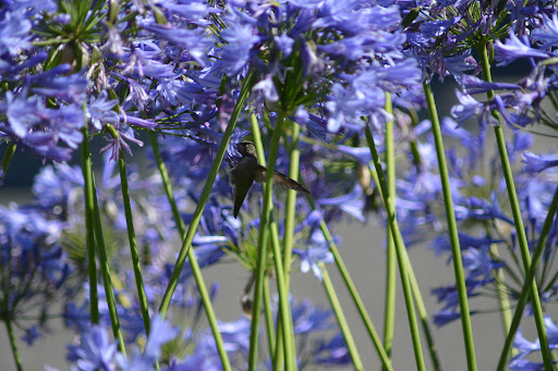 Auto Repair Shop «Automotive Excellence», reviews and photos, 35 Executive Ave #3, Rohnert Park, CA 94928, USA