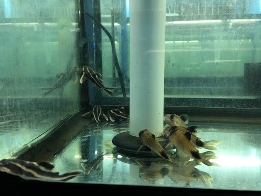 Tropical Fish Store «KHC Aquarium», reviews and photos, 150-1 Northern Blvd, Flushing, NY 11354, USA