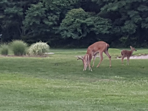 Golf Course «William F. Larkin Golf Course at Colonial Terrace», reviews and photos, 1003 Wickapecko Dr, Ocean Township, NJ 07712, USA