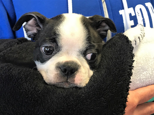 Pet Store «Earthwise Pet - Southlake», reviews and photos, 100 W Southlake Blvd #150, Southlake, TX 76092, USA