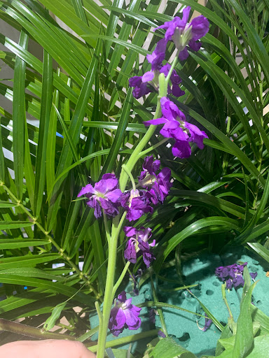 Florist «Floral Concepts», reviews and photos, 11261 Richmond Ave G109, Houston, TX 77082, USA