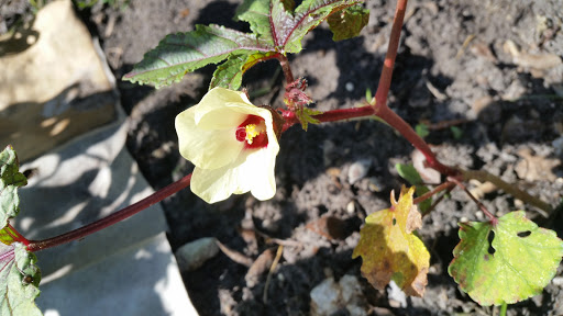 Farm «Sweetwater Organic Community Farm», reviews and photos, 6942 W Comanche Ave, Tampa, FL 33634, USA