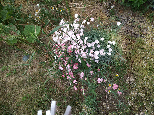 Supermarket «Mt Clemens farmers Market», reviews and photos, 135 N River Rd, Mt Clemens, MI 48043, USA