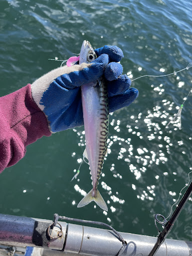 Tourist Attraction «Acadian Boat Tours», reviews and photos, 119 Eden St, Bar Harbor, ME 04609, USA