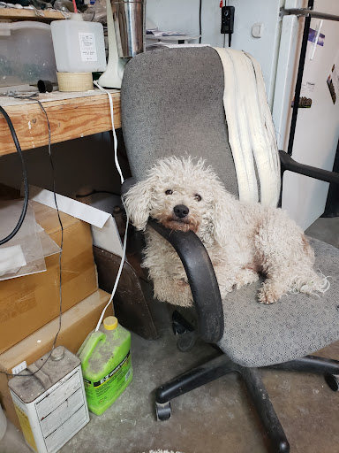 Pet Supply Store «PetSmart», reviews and photos, 4240 S Mooney Blvd, Visalia, CA 93277, USA