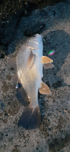 Park «Elizabeth Park», reviews and photos, 4250 Elizabeth Dr, Trenton, MI 48183, USA