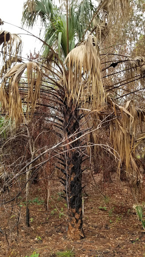 Nature Preserve «Sandy Ridge Sanctuary», reviews and photos, 8501 NW 40th St, Coral Springs, FL 33065, USA