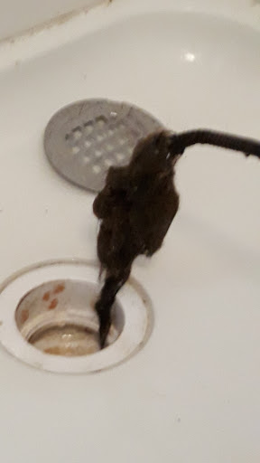 Plumber «Roto-Rooter Plumbing & Drain Services», reviews and photos, 1204 S 22nd St, Tampa, FL 33605, USA