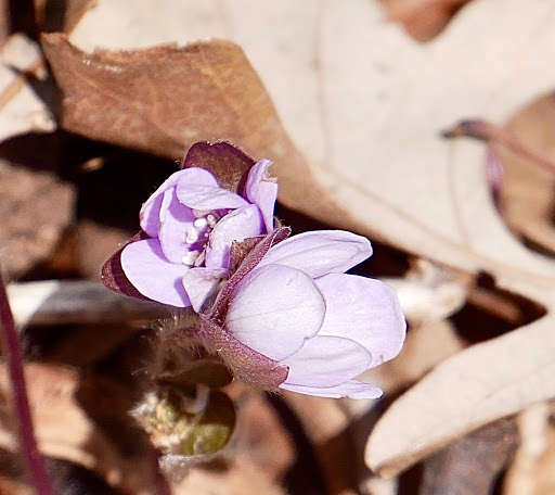 Nature Preserve «Lowry Nature Center», reviews and photos, 7025 Victoria Dr, Victoria, MN 55386, USA