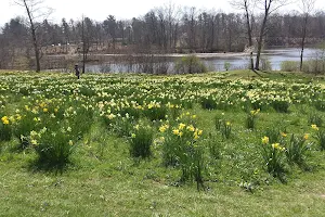 Daffodil Meadow image
