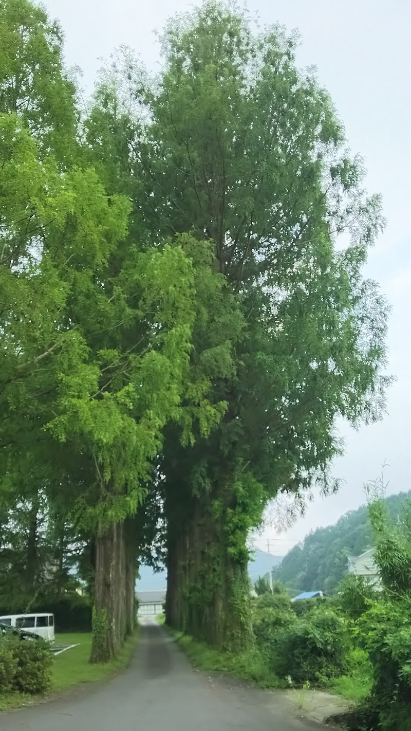高知県立農業担い手育成センター メタセコイア並木とイチョウの大木