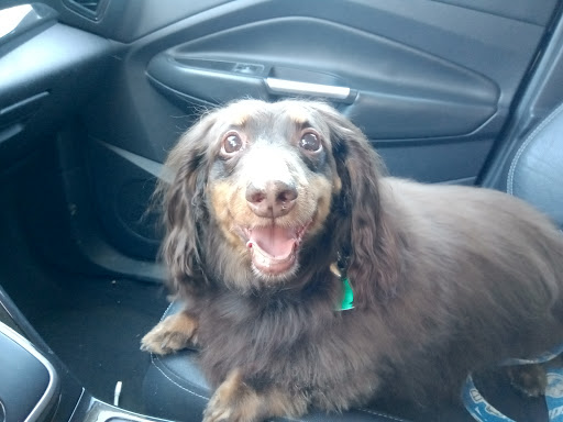 Pet Supply Store «PetSmart», reviews and photos, 4013 Wisconsin 28, Kohler, WI 53081, USA