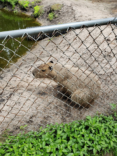 Zoo «Tregembo Animal Park», reviews and photos, 5811 Carolina Beach Rd, Wilmington, NC 28412, USA