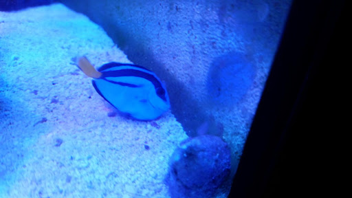 Aquarium «VIP Reef Aquarium», reviews and photos, 16300 SW 137th Ave #121, Miami, FL 33177, USA