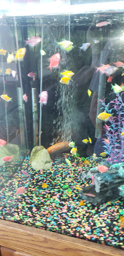 Pet Store «Critter Pet Shop», reviews and photos, 19309 Ecorse Rd, Allen Park, MI 48101, USA