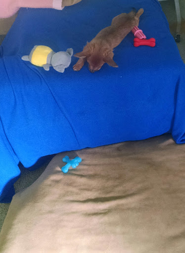 Pet Supply Store «PetSmart», reviews and photos, 24965 Pico Canyon Rd, Stevenson Ranch, CA 91381, USA