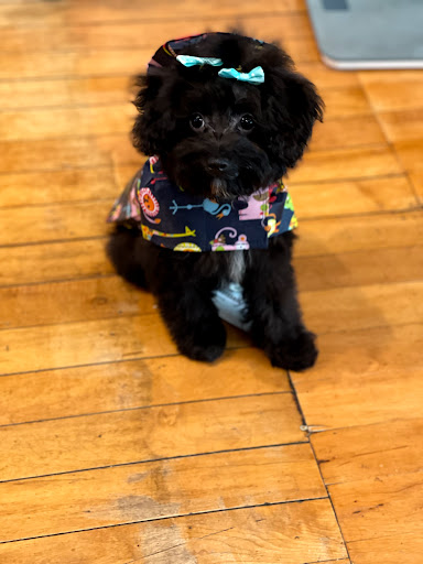 Pet Groomer «The Pet Set - Buckhead», reviews and photos, 2480 Briarcliff Rd NE #3, Atlanta, GA 30329, USA