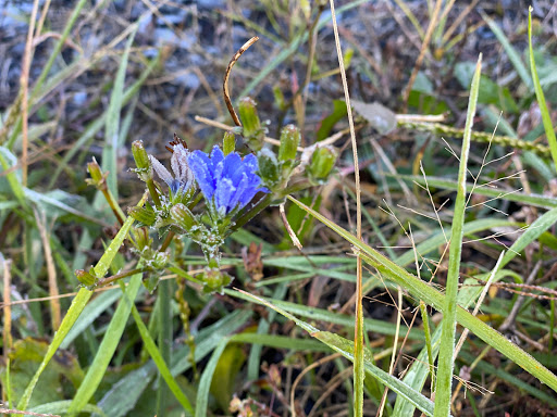 Horseback Riding Service «Secret Passage Ranch», reviews and photos, 321 Spring Mountain Way, Fort Valley, VA 22652, USA