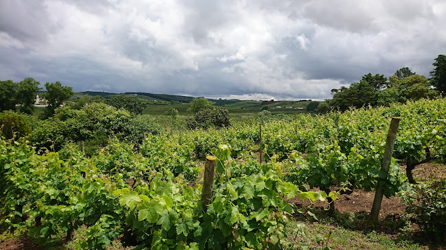 Comentários e avaliações sobre o Quinta do Sanguinhal