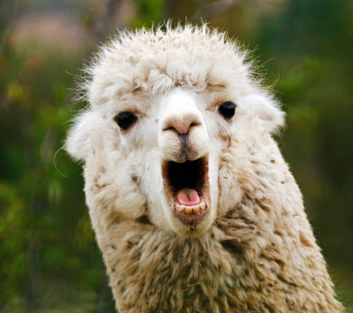 Grocery Store «Winn-Dixie», reviews and photos, 7800 South Hwy 17-92 #190, Fern Park, FL 32730, USA